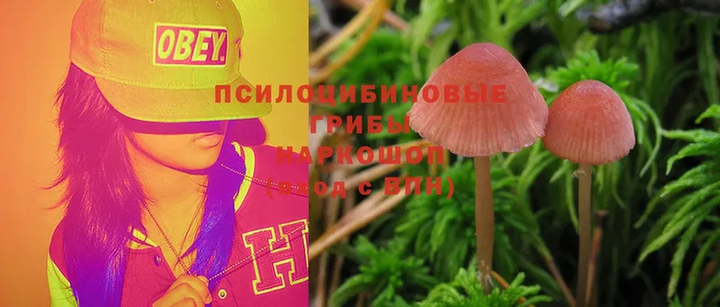 Галлюциногенные грибы Psilocybe  Руза 